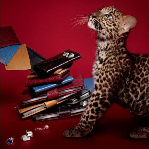 Cartier؁T(mn)(j)ʥQY]
